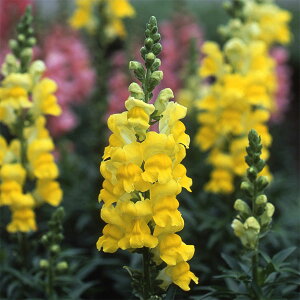 Ԃ̕c/LM\EijF\lbg CG[3.5|bg