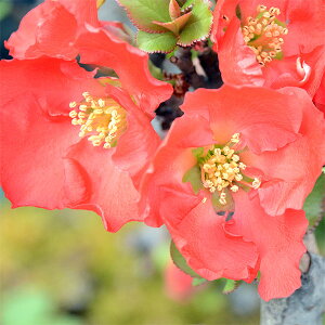 Ԗ ؂̕c/{Pi؉ZjF̌iVmqJj3|bg