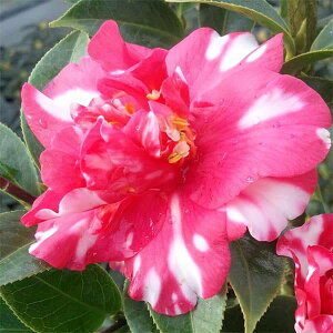 Ԗ ؂̕c/ցicoLjFȐ璹@4|bg