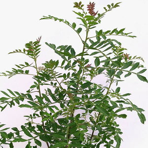 Ԗ ؂̕c/uWAybp[c[4|bg