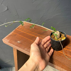 ϗtA/IyNJAFfJ[ ij 2.5A25-01