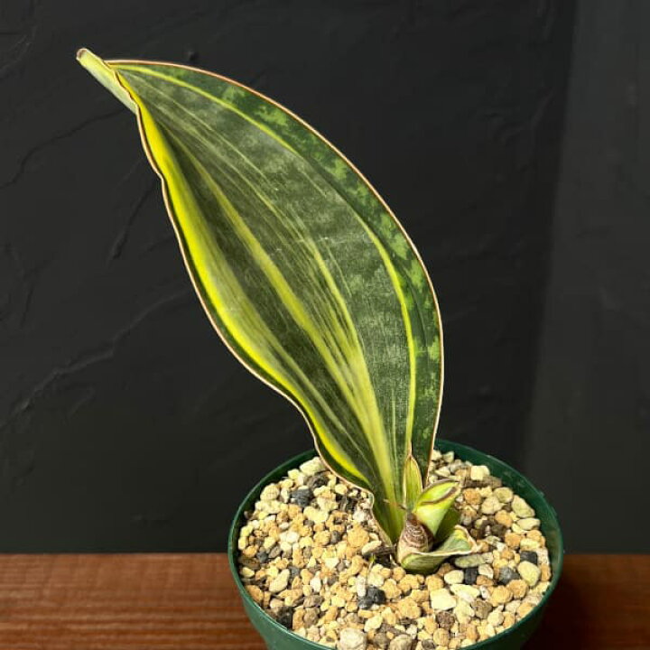 観葉植物 サンセベリア マッソニアーナ 斑入り 3 5号ポット 園芸ネット プラス