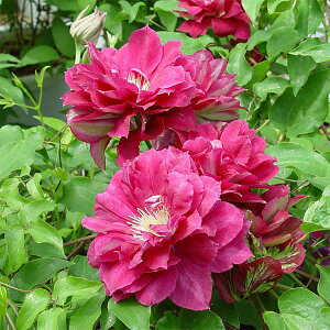 N}`X̕c/N}`XFAJtWiԕxmj3.5|bgidEpeXnj