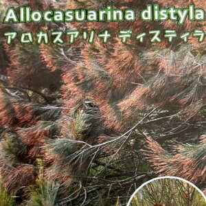 Ԗ ؂̕c/AJXAiFfBXeB5|bg