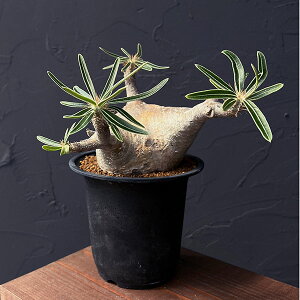 ϗtA/pL|fBEFOLX 3.525-03