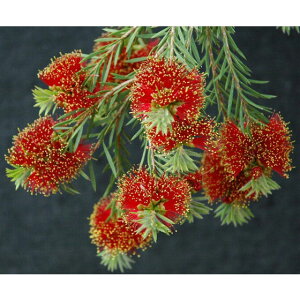 Ԗ ؂̕c/JXeFbL[u[5|bg