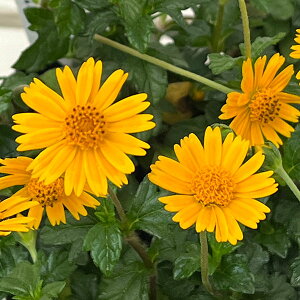 Ԃ̕c/EFfAEgo[^iAJniO}j3|bg