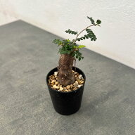 観葉植物/オペルクリカリア：パキプス（根挿し株）Mサイズ 2.5号鉢植え