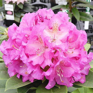 Ԗ ؂̕c/mVNiQFfB[[Y3.5|bg