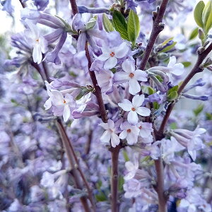 Ԗ ؂̕c/`EWUNij3.5|bg