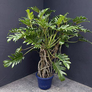 ϗtA/tBfhFNbJo@8A25-04