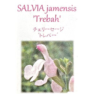 Ԃ̕c/`F[Z[WFgo[3.5|bg