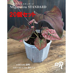 XbgijFlK~GX^_[h4 20Zbg