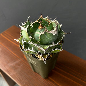 ϗtA/AKxF`^m^@~@3A25-01