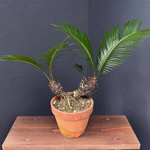 ϗtA/\ecihSj6픫25-02