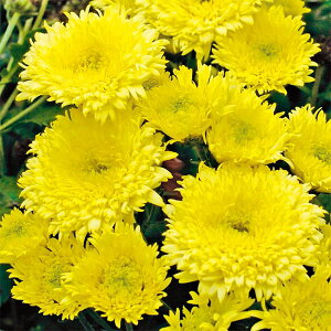 Ԃ̕c/oGb^}iԕtecjFW[iX3.5|bg