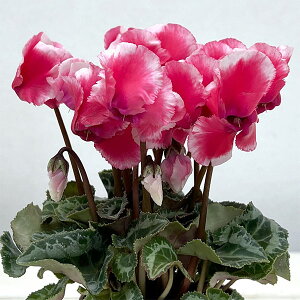 Ԃ̕c/VNF~j@eBXAojRXJ[bg2|bg