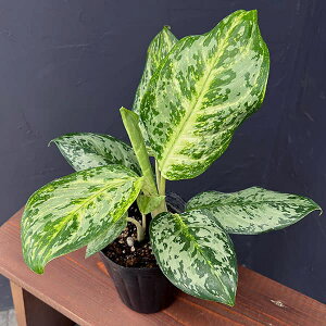 ϗtA/AOIl}FrbOEF[u@4|bg