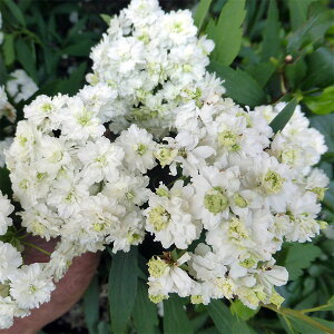 Ԗ ؂̕c/Rf}Fd炫ł܂3.5|bg