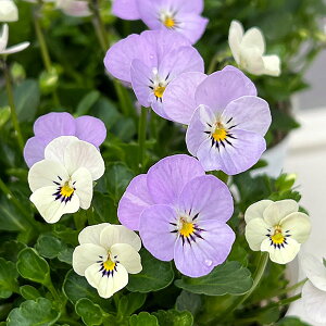 Ԃ̕c/y1ll1|bgzrIFrIb^ ~j`Are[W3.5|bg