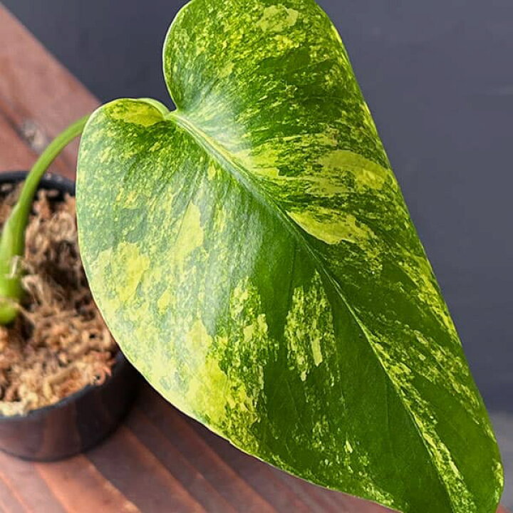 楽天市場】観葉植物/モンステラ：デリシオーサ イエローマリリン 3号 