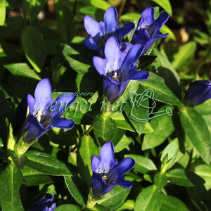 �R�쑐�̕c/�����h�E�F�q�������h�E2.5-3���|�b�g