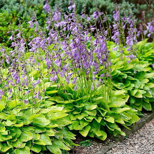 Ԃ̕c/M{EVizX^jFnChTZbg3|bg