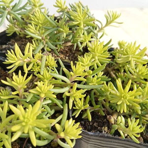 ϗtA/Z_FZfBtHS[h3|bg 6Zbg