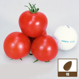 [](ƖpE󒍐Yi)g}gFbhI[ 1000[؃^l]*iRj