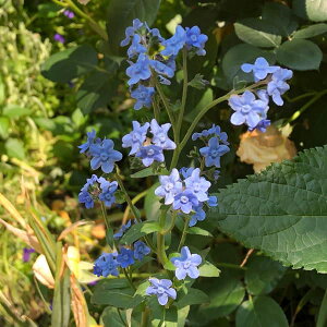 Ԃ̕c/A`[TFAYA tFTuCh3.5|bg