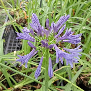 Ԃ̕c/AKpTXFAtJkX@J[{l4|bg