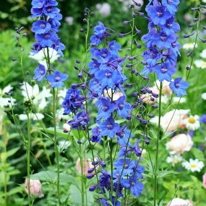 Ԃ̕c/ftBjEFx[T3.5|bg