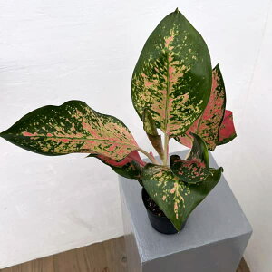 ϗtA/AOIl}Fr[iX 3.5|bg