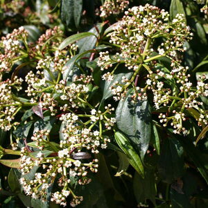 Ԗ ؂̕c/ro[iFeBkX_rfB4|bg