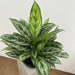 ϗtA/[IZ[]AOIl}F[O[ 7A