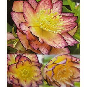 ]c|̃NX}X[YF_uS[hnoCJ[sReB3.5|bg