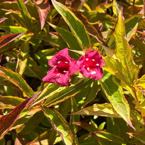 Ԗ ؂̕c/IIxjEcMFt`[X3.5|bg