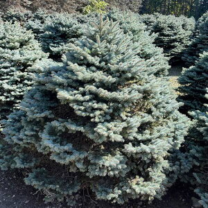 Ԗ ؂̕c/sZAvQXivQXgEqjFOEJ O{[T25-30cm