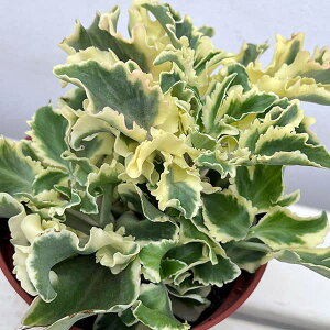 �ϗt�A��/�J�����R�G�F������i���L�j�A�[�^�j�V�L�j4���|�b�g