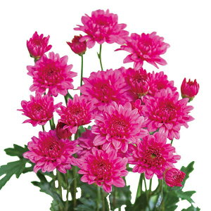 Ԃ̕c/5炫JteFڂ2.5|bg[5JԂ鑁炫LN]