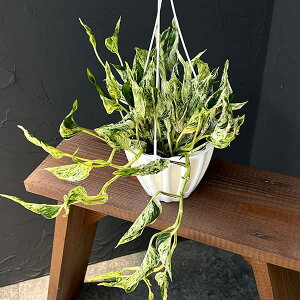 ϗtA/[UEt@[ZNg]|gXFemu\O@5݂蔫