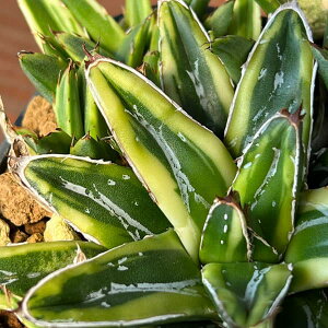 ϗtA/AKxF̐ PR 8cmXNGA