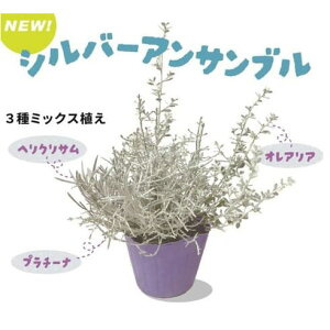 Ԃ̕c/Vo[ATuiIAAwNTv`[ij3.5|bg 3|bgZbg