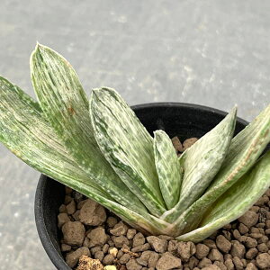 ϗtA/KXeAF̕xm 3A25-01