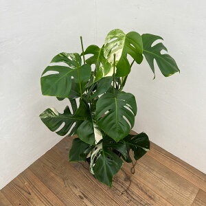 ϗtA/XeF{VMA[i oGK[^ 8A25-02