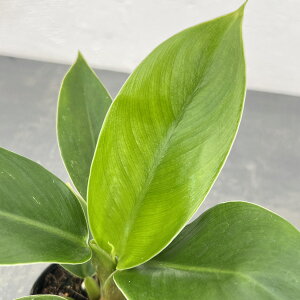 �ϗt�A��/[�I���Z�[��]�i�킯��������j�t�B���f���h�����F�C���y���A���O���[�� 2.5���|�b�g