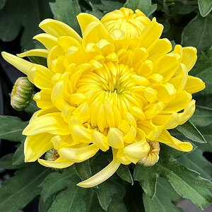 Ԃ̕c/|bg}ERXRpNg CG[3.5|bg