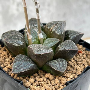 ϗtA/nI`AFVo[`J× 2.5XNGA