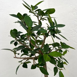 ϗtA/KW}FZJNKW} 6A**