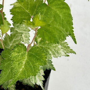 Ԗ ؂̕c/EcMFRSEcM@3|bg